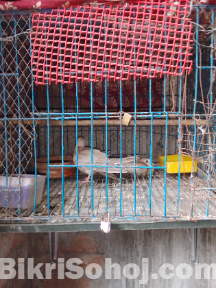 Ghughu pakhi